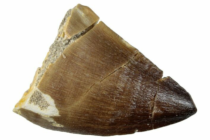 Fossil Mosasaur (Prognathodon) Tooth - Morocco #259974